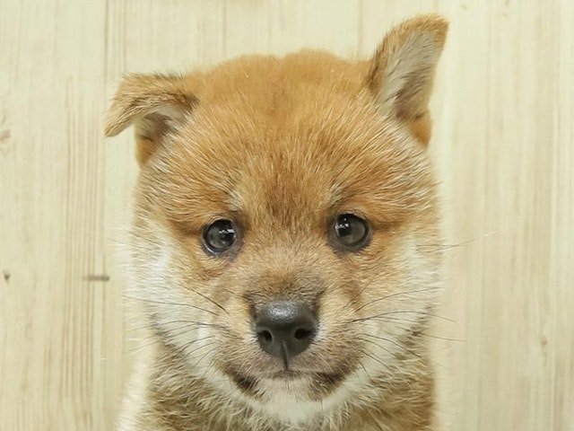 福岡県の豆柴 (ペッツワン福岡新宮店/2024年8月1日生まれ/男の子/赤)の子犬